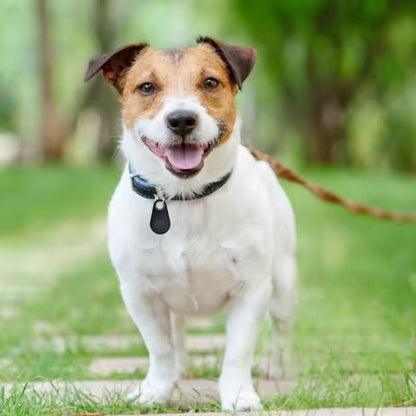 Rastreador Bluetooth de Localização de Animais PawPin - Rastreador GPS para Cães - Vessa